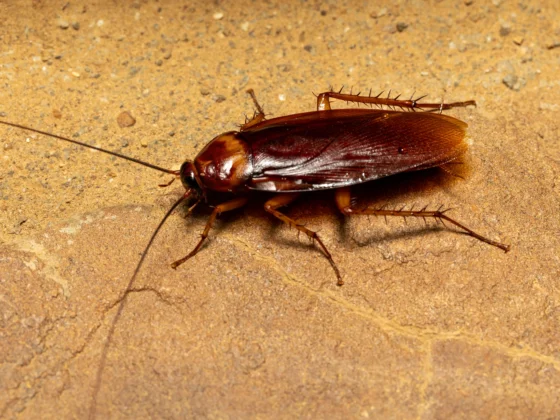 How Often Should Pest Control Be Done for Roaches